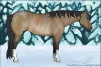 Horse Color:Bay Dun Rabicano