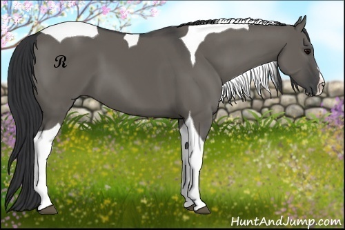 Horse Color:Grullo Splash Tobiano