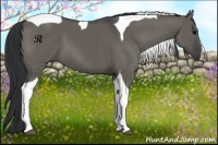 Horse Color:Grullo Splash Tobiano 