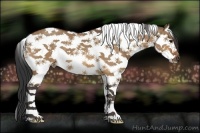 Horse Color:Bay Dun Splash Tobiano Brindle
