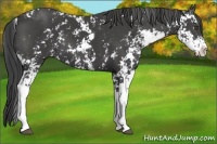 Horse Color:Smoky Black Sabino 