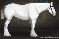 Horse Color:Bay Splash Tobiano Appaloosa  and Bay Splash Tobiano Appaloosa 
