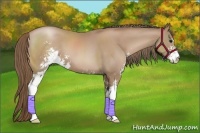 Horse Color:Black Pearl Sabino