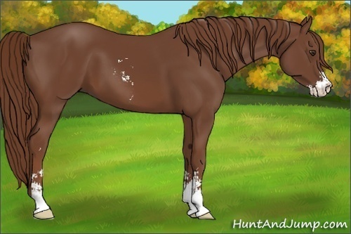 Horse Color:Chestnut Sabino