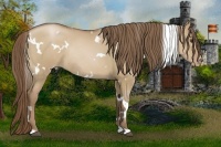 Horse Color:White Spotted Grullo Pearl Rabicano