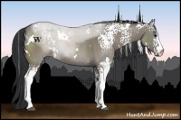 Horse Color:White Spotted Grullo