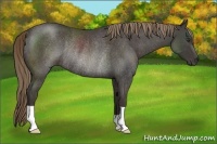 Horse Color:Liver Red Roan Rabicano 