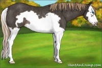 Horse Color:Liver Chestnut Splash Frame Rabicano