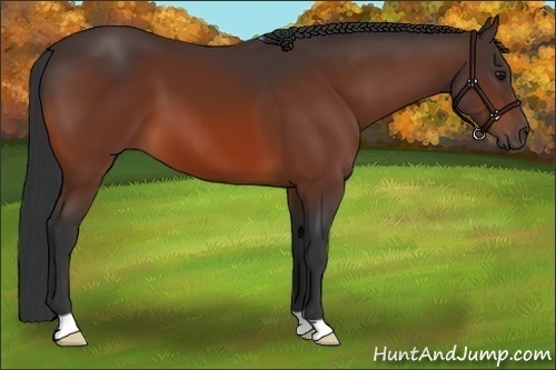 Horse Color:Bay 