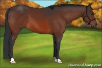 Horse Color:Bay 