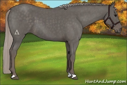 Horse Color:Silver Blue Roan 