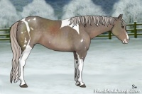 Horse Color:White Spotted Silver Black Splash Tobiano Rabicano