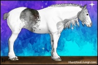 Horse Color:White Spotted Black Ice Tobiano 