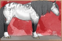 Horse Color:Bay Chinchilla Appaloosa