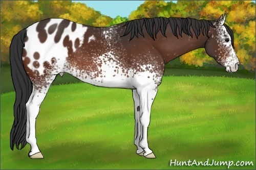 Horse Color:White Spotted Bay Appaloosa 