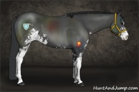 Horse Color:Black Sabino