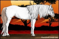 Horse Color:White Spotted Red Dun Appaloosa 