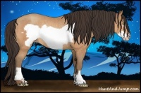 Horse Color:Amber Champagne Frame Rabicano 