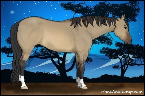 Horse Color:Brown Dun 