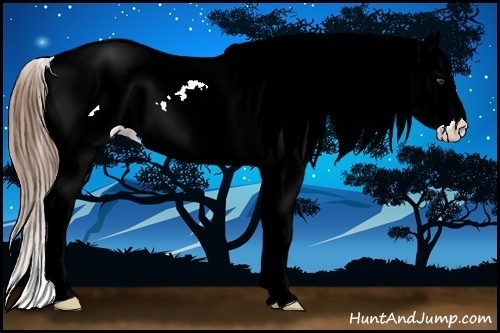 Horse Color:Chestnut Sabino Appaloosa Rabicano 