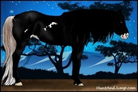 Horse Color:Chestnut Sabino Appaloosa Rabicano 