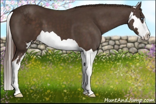 Horse Color:Liver Chestnut Splash Frame 