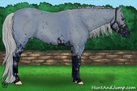 Horse Color:ERROR: UNKNOWN ANOMALY