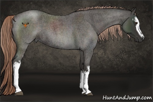 Horse Color:White Spotted Liver Red Roan 