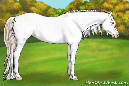 Horse Color:White Spotted Chestnut Pearl Splash Appaloosa 