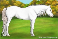 Horse Color:White Spotted Chestnut Pearl Splash Blanket