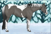 Horse Color:Grullo Splash Tobiano