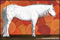 Horse Color:Liver Red Roan Appaloosa