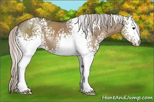 Horse Color:White Spotted Silver Grullo