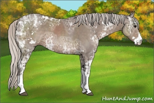 Horse Color:Silver Black Ice Sabino 