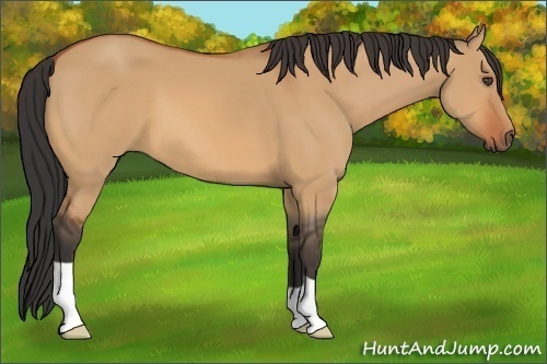 Horse Color:Unknown 