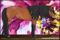 Horse Color:Bay Splash 