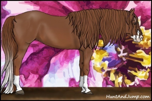 Horse Color:Chestnut Splash 