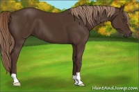 Horse Color:Liver Chestnut 