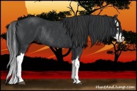 Horse Color:Black Splash Rabicano