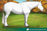 Horse Color:Liver Chestnut Pearl Frame Snowflake Varnish 