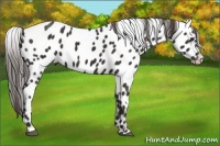 Horse Color:Liver Chestnut Near Leopard 