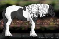 Horse Color:Black Tobiano 