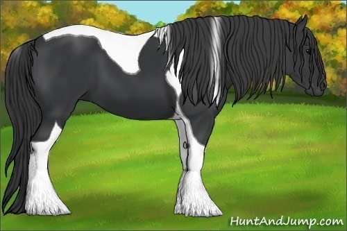 Horse Color:Black Tobiano 