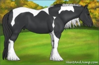 Horse Color:Black Tobiano