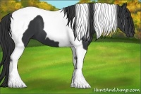 Horse Color:Black Tobiano