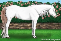 Horse Color:Brown Appaloosa Rabicano