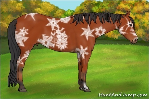 Horse Color:Bay Ice 