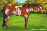 Horse Color:Bay Ice