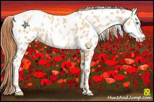Horse Color:White Spotted Sable Champagne Pearl Sabino Appaloosa 
