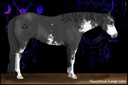 Horse Color:Black Sabino 